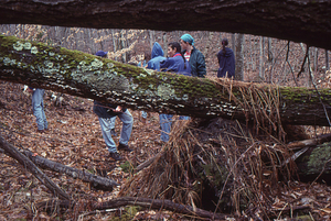 ENVI 102 - Introduction to Environmental Science in Moon Lot - Primmer Farm. 7. Tree-fall in floodplain of the North Branch Birch Brook.