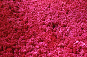 Aerial false color IR image of confluence of South and Middle Branches of Birch Brook. False Color Infrared/True Color Project.