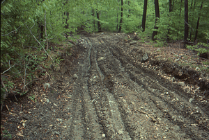 Logging road on Humes woodlot - 3