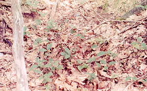 Red oak seedlings in Red Oak (Quercus rubra) National Science Foundation - Undergraduate Research Participation study in the Hopkins Forest.