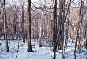 Birch Strips - White Birch Regeneration Study - White Birch Study Area. Isolation Strip 1.5 tree survey. 8.