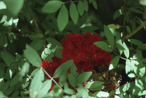 Red yarn cap transformed by a bird into its nest.