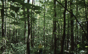 Birch Strips - White Birch Regeneration Study - White Birch Study Area. Strip Treatment Plot 3A. Landscape orientation.