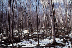 Birch Strips - White Birch Regeneration Study - White Birch Study Area. Strip 4.