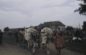 Woman leads oxen, Ruma