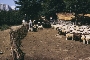 Sheep in Bačilo