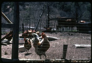 Chickens in their pen and cows in the background, Montague Farm Commune
