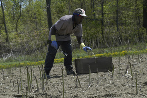 Hibbard Farm: worker gathering asparagus in the field