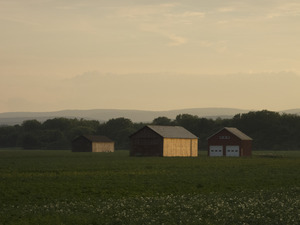 Tobacco barns in a field, Hatfield, Mass.