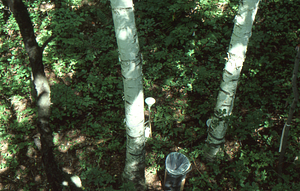 U.S. Dept. Interior Acid Rain, Acid Soils Study. Paper birch site, collection infrastructure.