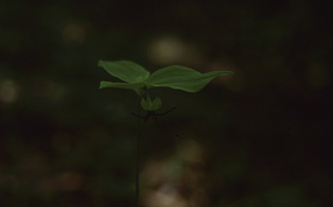 Indian-cucumber root in flower.