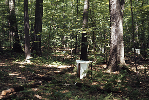 Leaf litter collector in International Biological Programme (IBP) Plot - U.S. Forest Service Farm Forestry Unit A South.