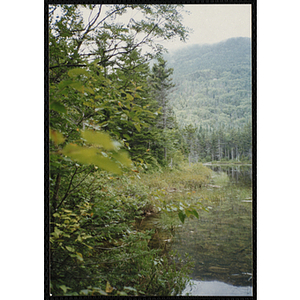 A ridge rises above a pond