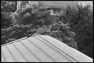 Tabby cat seated on a roof ridge