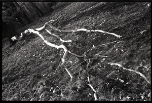 View of a fallen tree limb
