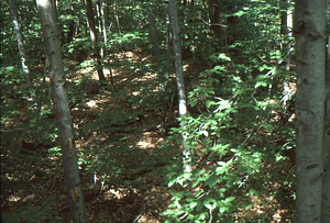 U.S. Dept. Interior Acid Rain, Acid Soils Study. American beech site, forest trees.