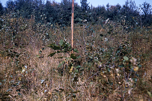 Red Oak from Acorns Planted in 1949 Bulldozed plot --. Block 1 Hardhack study.
