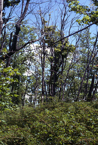 Saddled prominent (Heterocampa guttivitta ) caterpillar defoliation area on White Rocks two years after defoliation. View to north.