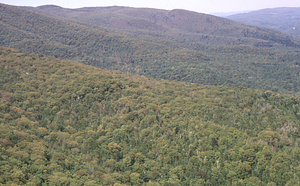 Aerial oblique view of north divide of Middle Branch across the North Branch of Birch Brook on 28 May 1972 in the Hopkins Forest.