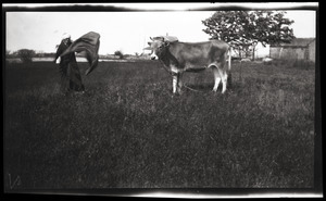 Reuben Austin Snow, the cross-dressing hermit of Cape Cod, waving a cape in front of a cow (the cow looks away)