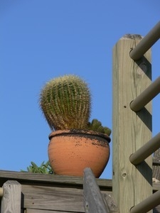 Cactus in a pot perched on the edge of a wooden deck