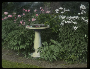 Mrs. Bishops Garden (bird bath, solomon's seal, white and pink phlox)