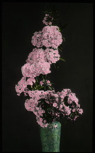 Ikebana, by Yukiko Kyojima (mountain laurel in a vase)