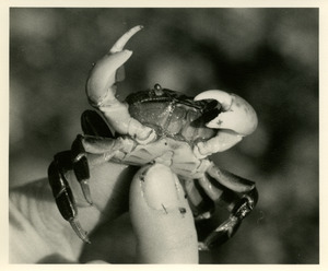 Crab in Elaine's fingers