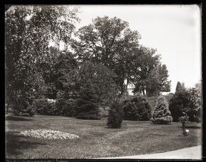 Plantings on the grounds of Massachusetts Agricultural College