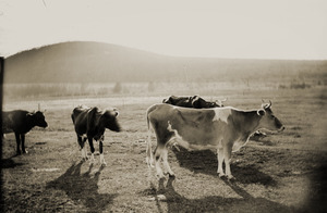Cattle grazing on Greenwich Plain (Greenwich, Mass.)