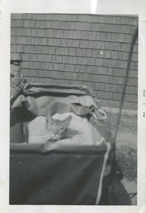 Cat in basket