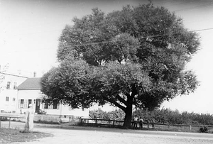 [Willow tree on Water Street]