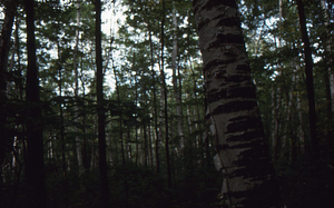 Paper birch regeneration study - Birch Strips. Paper birch-dominated forest in Moon Hollow west of birch strips.