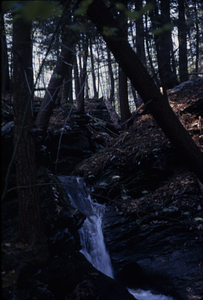 Eastern hemlock stand above Diana's Bath on South Branch Birch Brook.