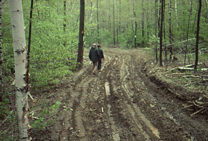 Logging road on Humes woodlot - 2