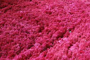 Aerial false-color IR image of Moon Lot Primmer Farm with house (center) and barn (right).