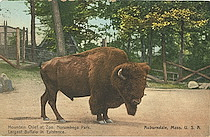 Mountain Chief at Zoo, Norumbega Park. Largest Buffalo Existence. Auburndale, Mass., U.S.A.