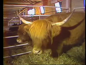 Assignment Iowa Classics; Waterloo Cattle Congress