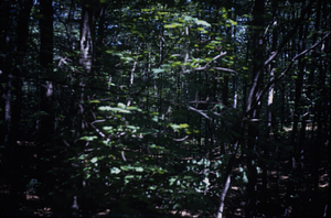 HMF Phenology #14 - 15 August 1972. View toward Northeast.