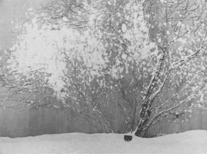 Snow Covered Tree II.
