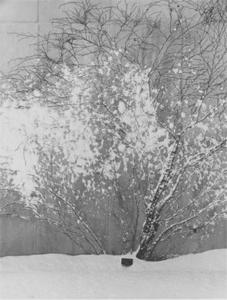 Snow Covered Tree.