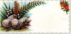 Blank trade card with speckled eggs, ferns and flowers