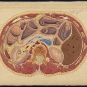 Teaching watercolor of a cross section of the abdomen