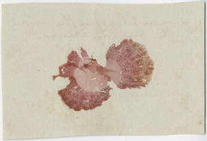 Seaweed specimens for Orra White Hitchcock