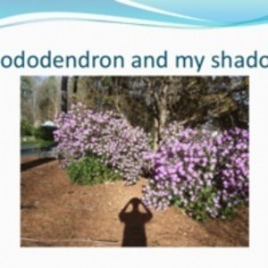 Rhododendrons