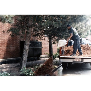 Man shoveling mulch from the back of a pick-up truck.