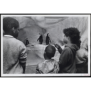 Four boys view a black-footed penguin diorama at a museum