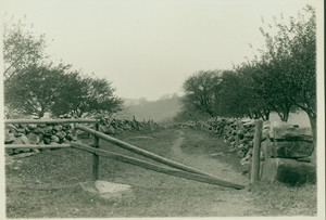 Cattle lane, Samuel T. Allen place, Shrewsbury, Mass., 1915