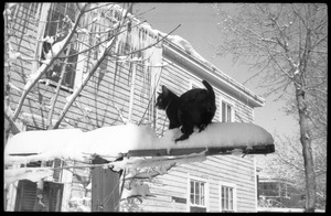 Tuxedo cat standing atop a post after a heavy snow in front of a house with long icicles