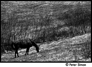 May Day at Packer Corners commune: horse grazing in the field